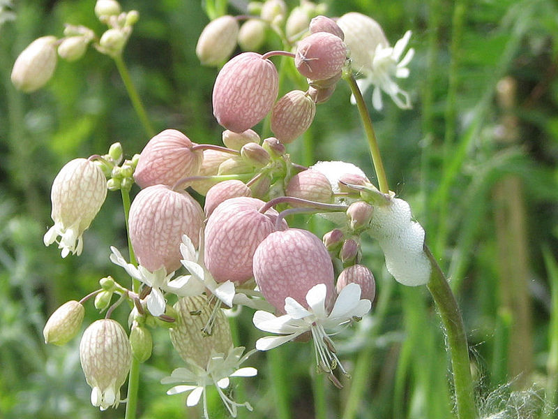 800px-Bladder_Campion.jpg